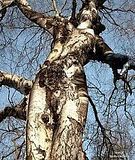 Tree.jpg image by Hoppy79