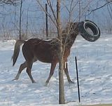 dork yearling